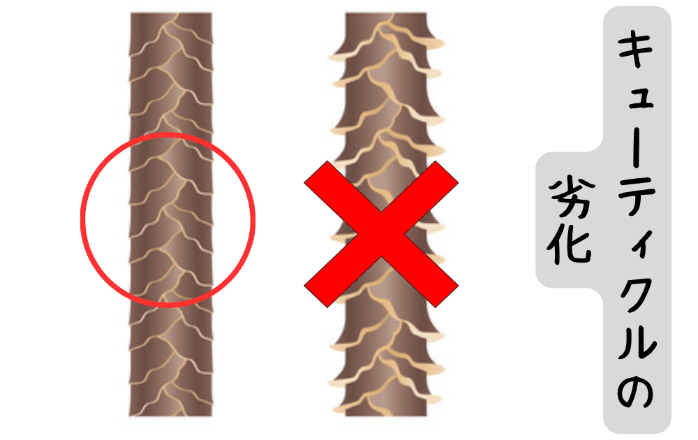 髪のうねりとパサつき